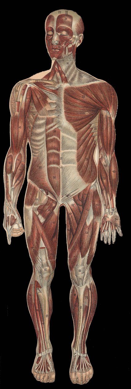 Os músculos da cabeça, tronco e extremidades na parte anterior do corpo.in "The new natural medication" de F.E. Bilz.1898. de Unknown artist