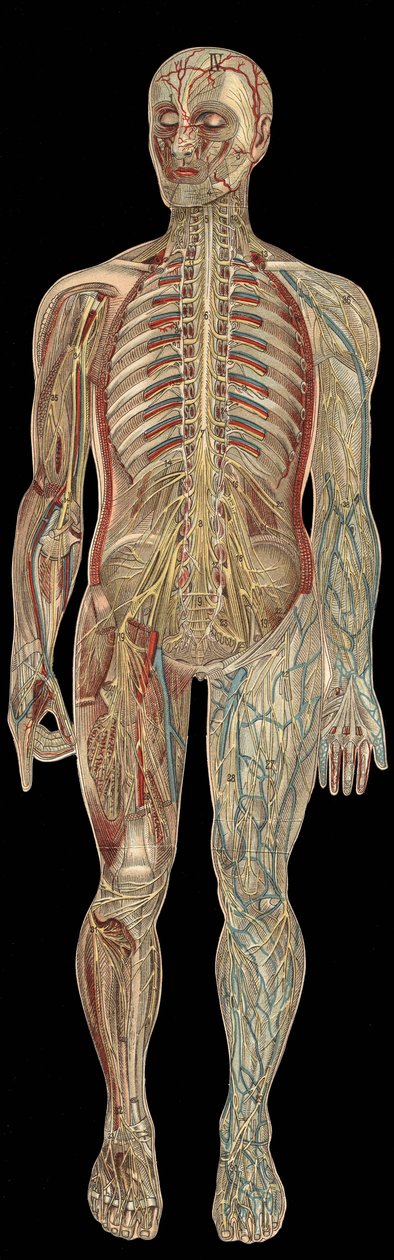 The nervous system.board in" The new natural medication" de F.E. Bilz.1898. de Unknown artist