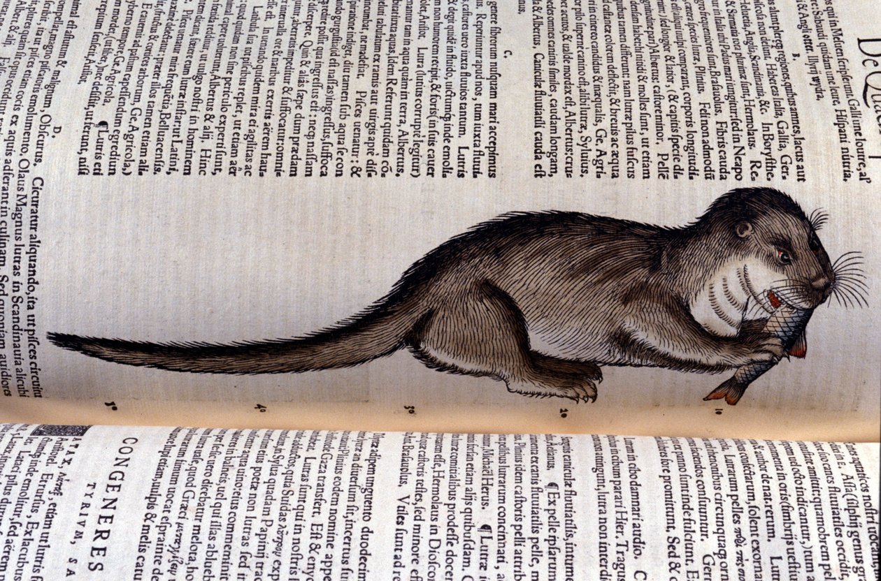 A lontra - Historia Animalium de Conrad Gesner (1516 - 1565), Tiguri de Unknown artist