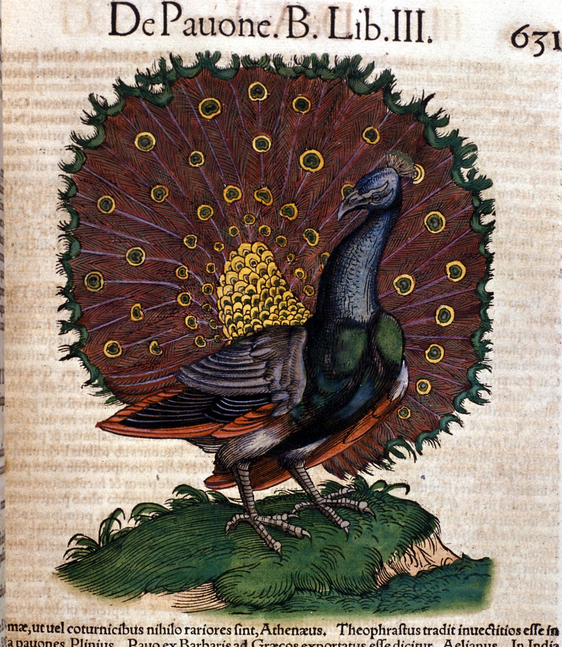 O pavão depois de Historiae animalium por Konrad Gesner, Tiguri de Unknown artist
