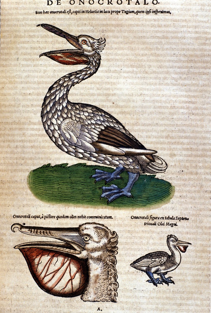 O pelicano de "Historiae animalium" de Konrad Gesner, Tiguri de Unknown artist