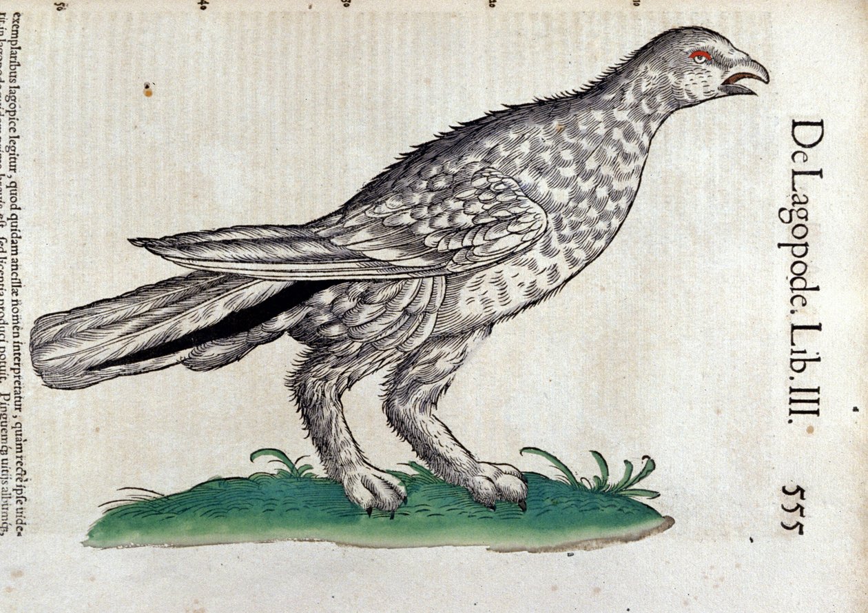 O ptarmigan em Historia Animalium por Conrad Gesner (1516 - 1565), Tiguri de Unknown artist