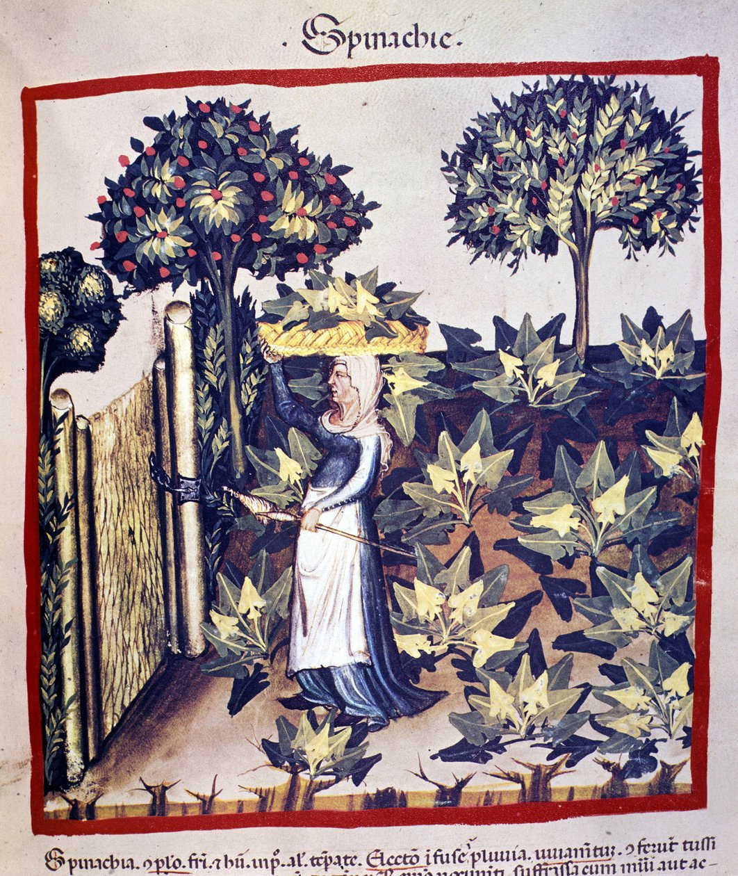 A recuperação dos espinafres. A iluminação da ordenha de medicamentos e dietética "Tacuinum sanitatis". de Unknown artist