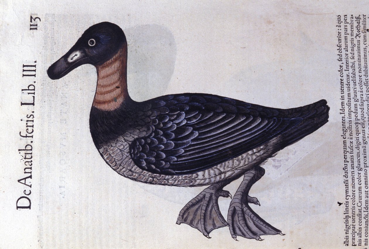 O pato de pescoço vermelho depois de Historiae animalium por Konrad Gesner, Tiguri de Unknown artist