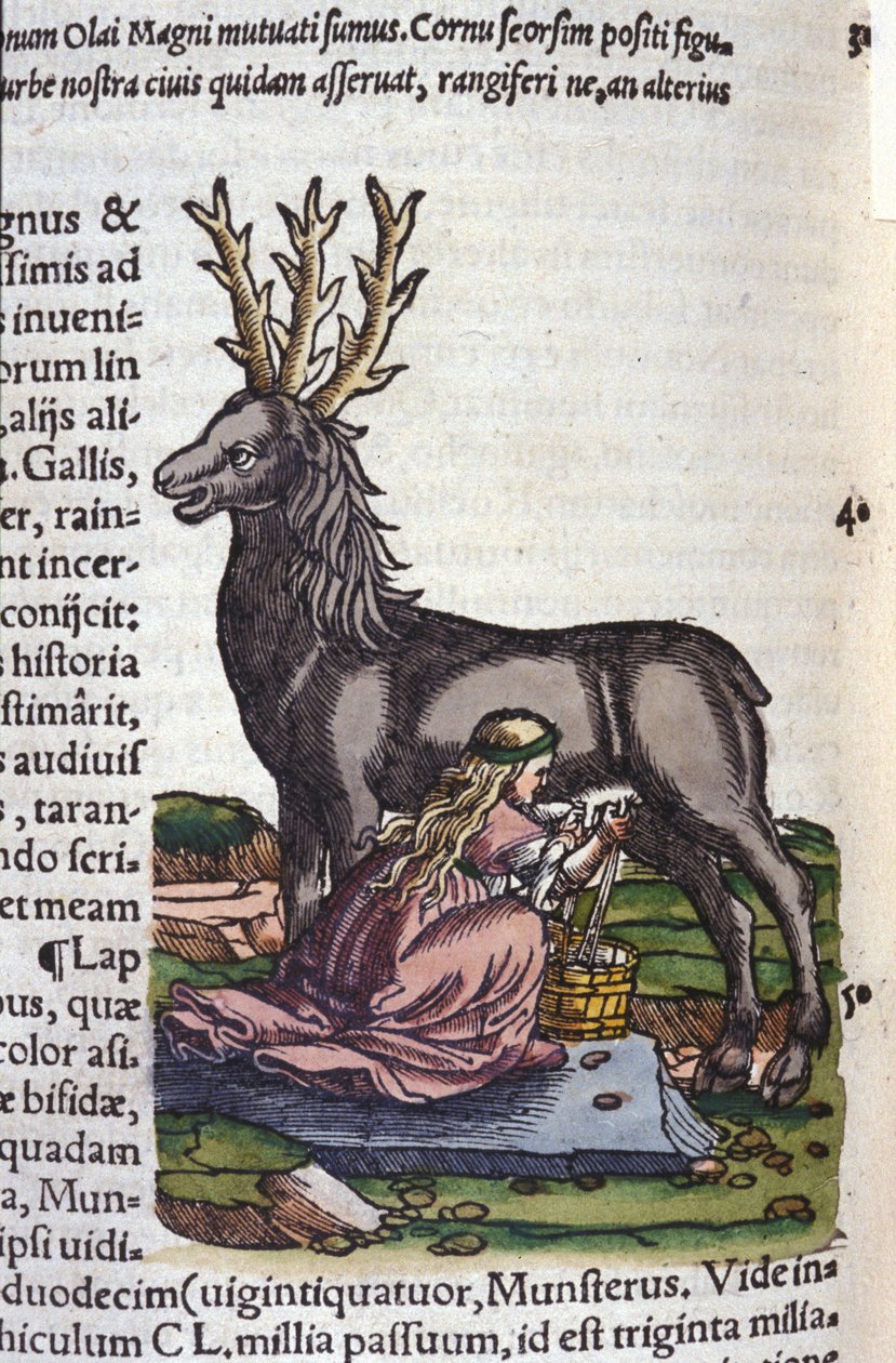 O comércio de renas depois de Historiae animalium de Konrad Gesner, Tiguri de Unknown artist