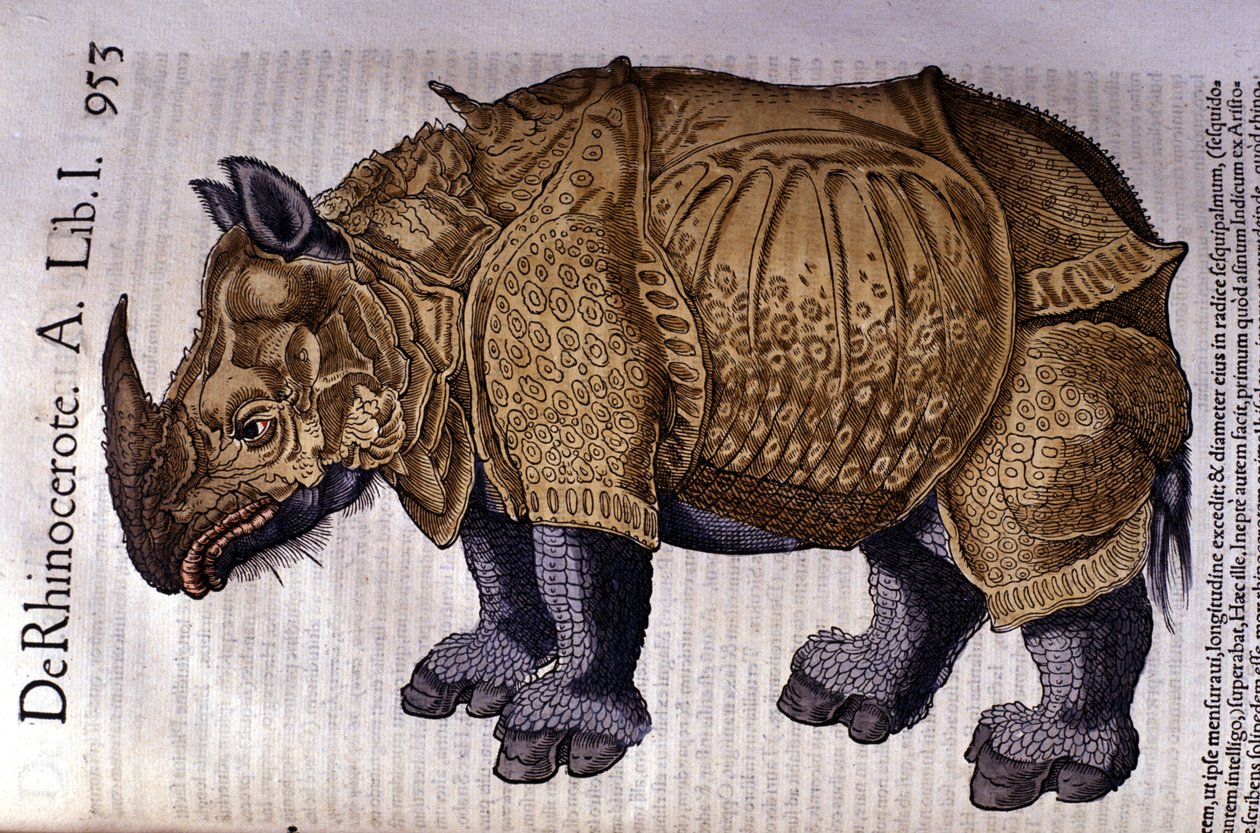 O rinoceronte após "Historia Animalium" de Conrad Gesner, Tiguri 1560. de Unknown artist