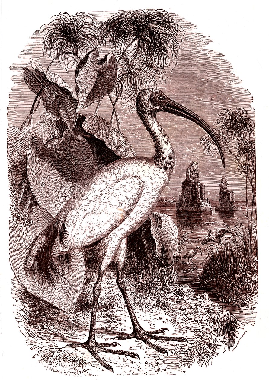 O íbis sagrado dos egípcios de Unknown artist