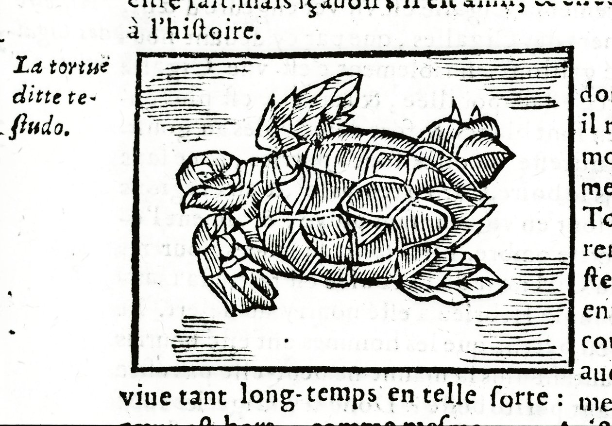 A tartaruga marinha, depois do tratado de Gerolamo Cardano (Cardanus Hieronymus) (Cardan) "De la subtlite", impresso em Rouen em 1642. de Unknown artist