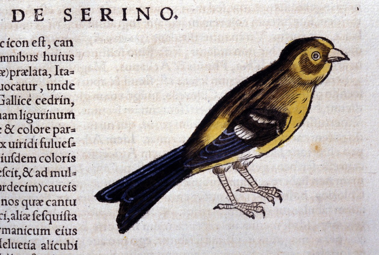 O serin d