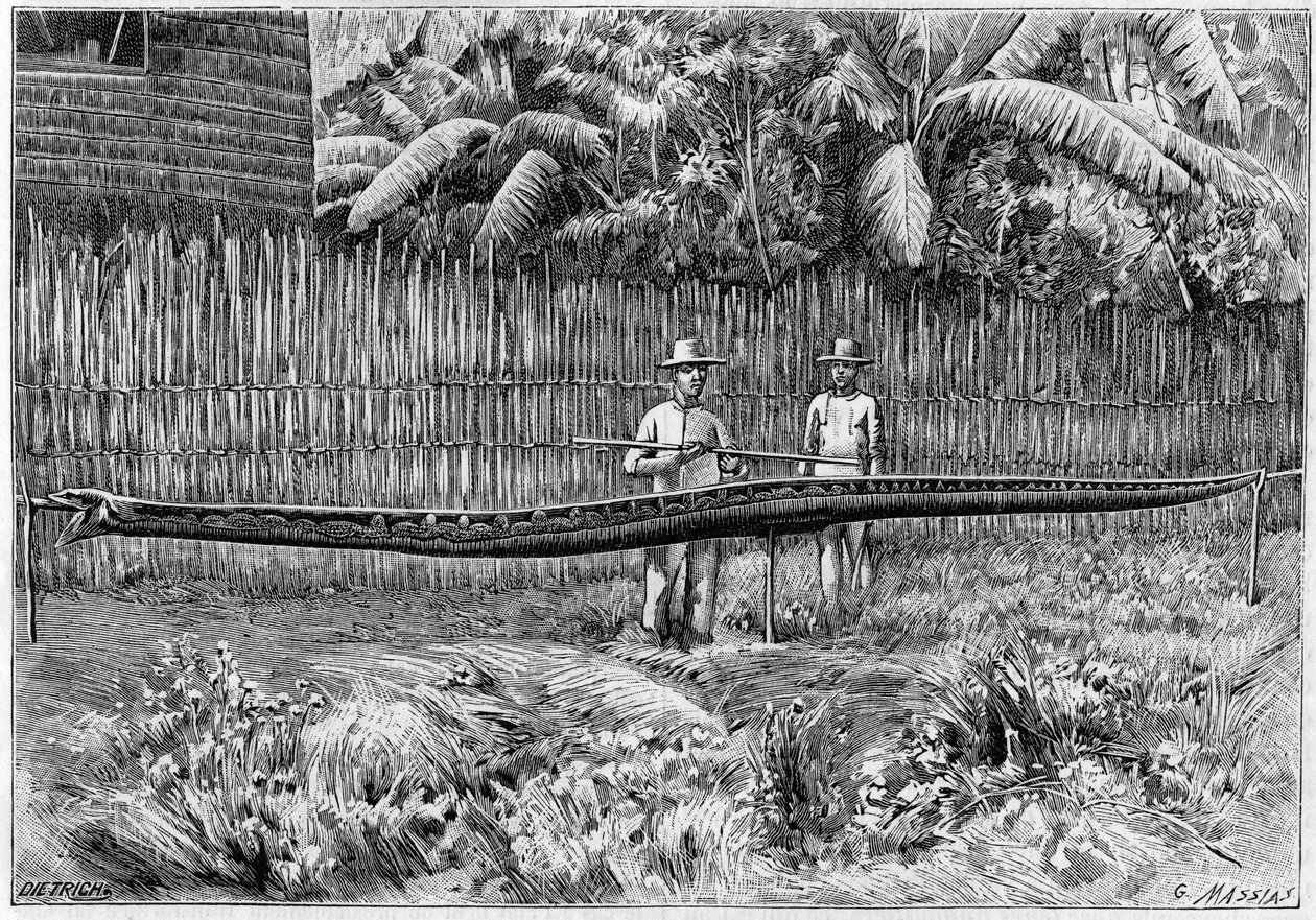 A pele de uma cobra Python, de 6,60m de comprimento, capturada nas ilhas Filipinas. (A partir de uma fotografia). Gravura em "La Nature: Revue des sciences et de leurs applications aux arts et a l