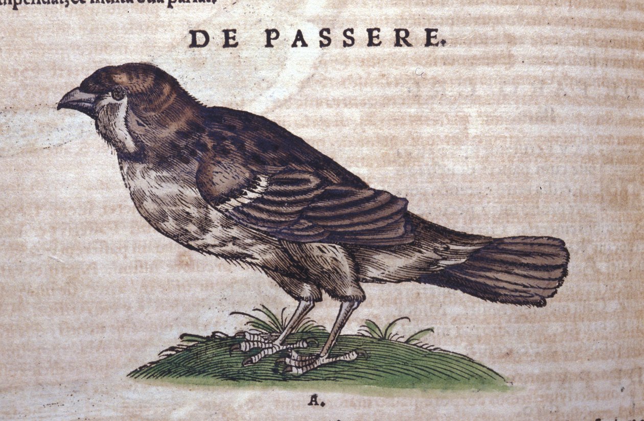 O pardal em Historia Animalium por Conrad Gesner (1516 - 1565), Tiguri de Unknown artist
