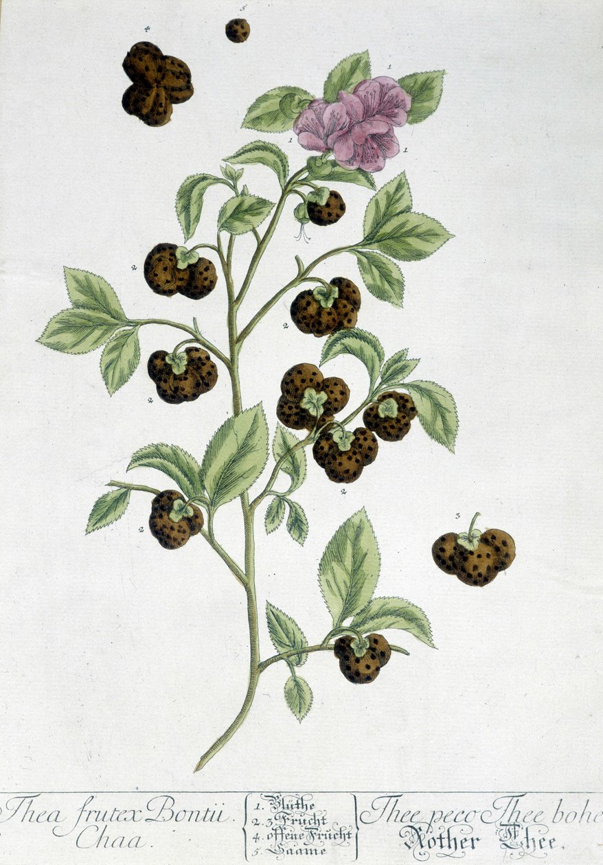 A planta do chá Frutex Bontii - tábua botânica de Unknown artist