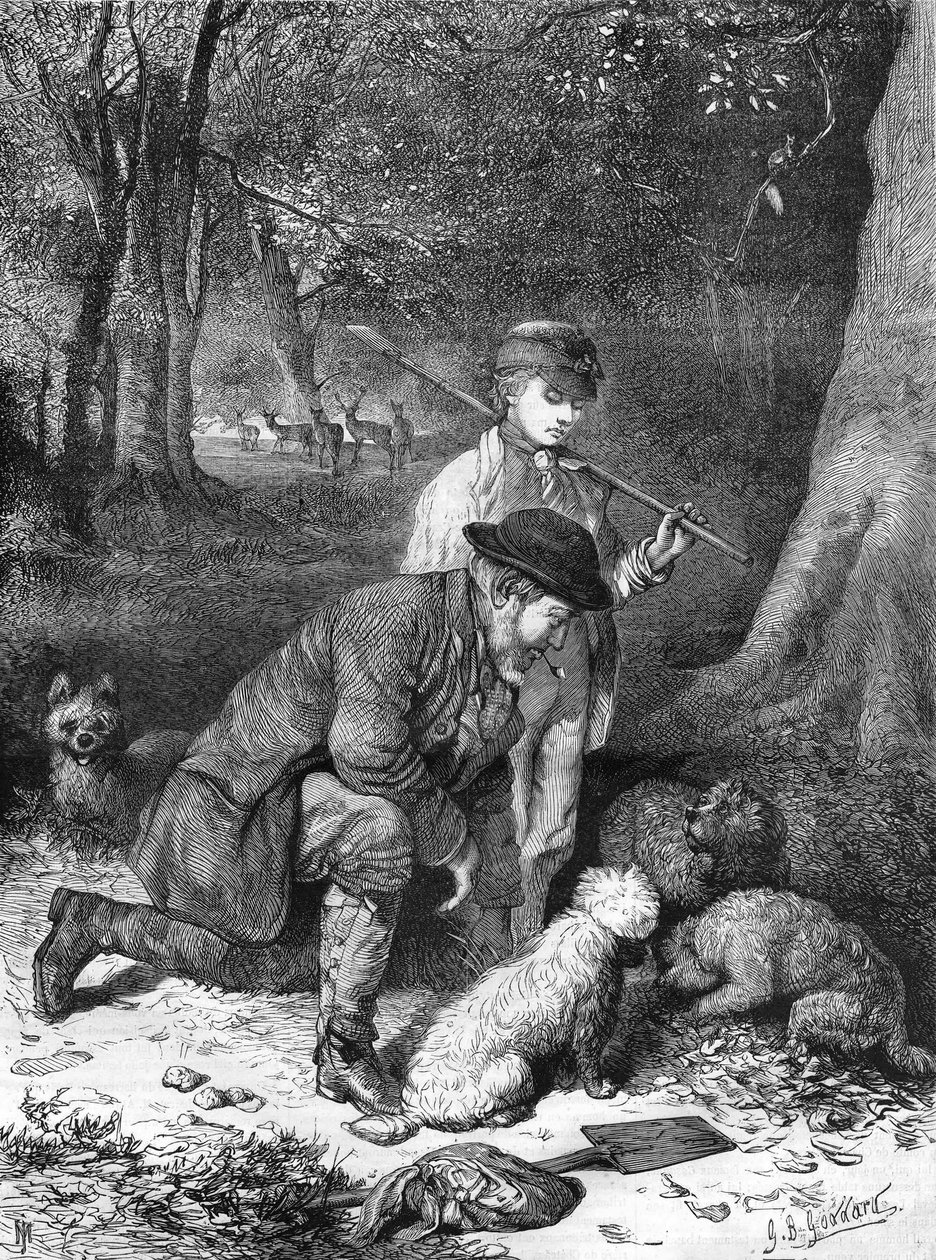 As trufas. Gravura a partir de 1870. de Unknown artist