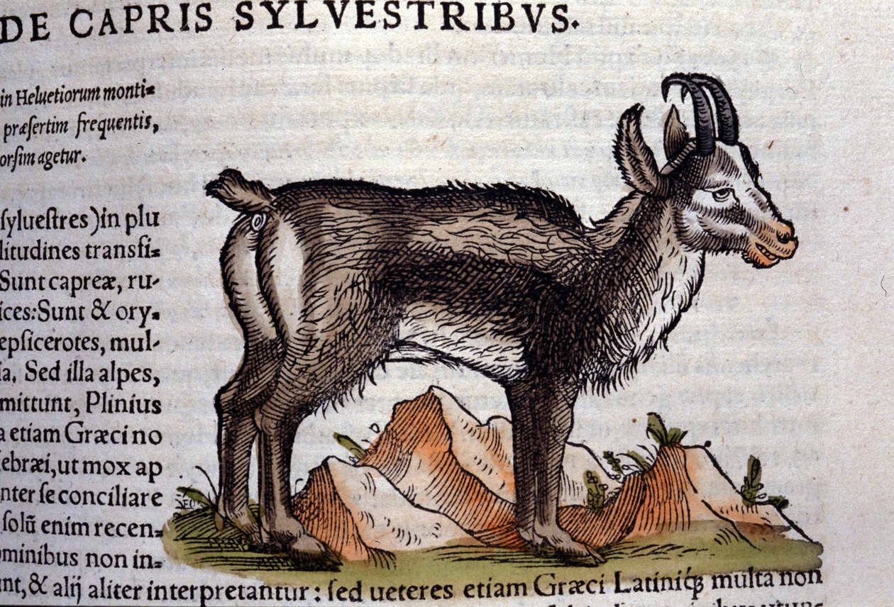 O bode selvagem depois de Historiae animalium por Konrad Gesner, Tiguri de Unknown artist