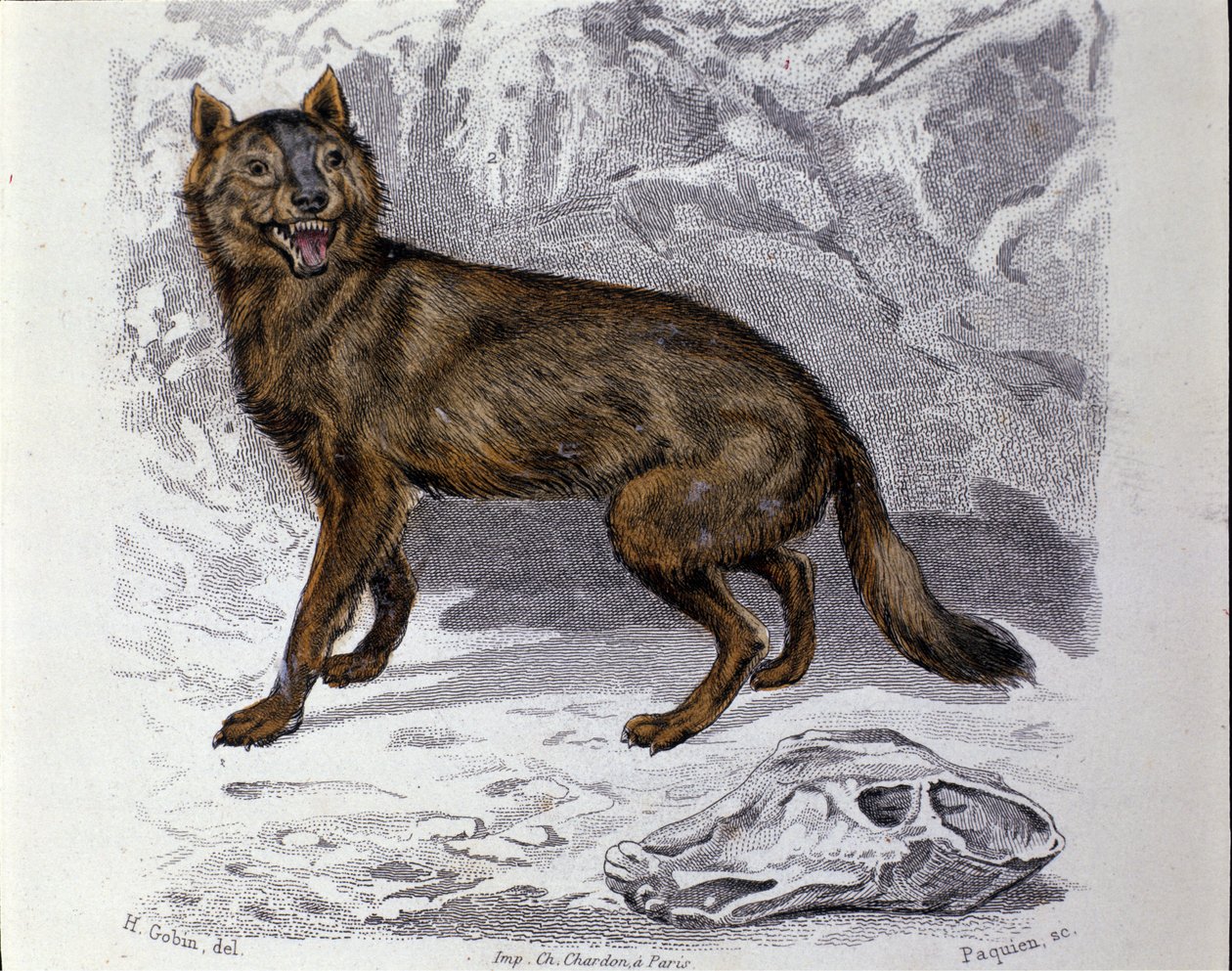 O lobo. Placa retirada de um Tratamento de História Natural "Obras de Buffon" pelo naturalista Georges Louis Leclerc, Conde de Buffon (1707 - 1788). Século XIX de Unknown artist