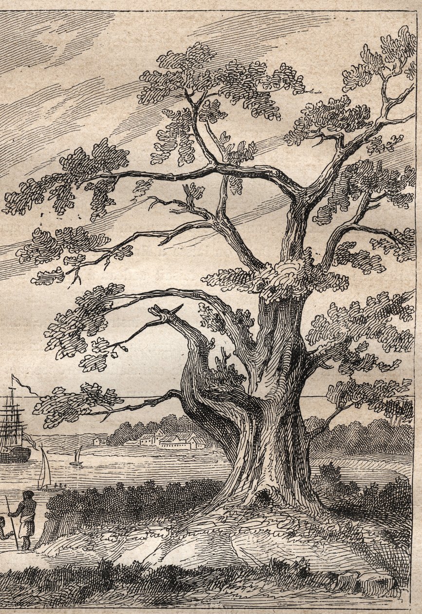 Terceira viagem (1776-1779) do Capitão James Cook (1728-1779): árvore sob a qual Cook observou a passagem de Vénus - ilustração tirada de "Os Grandes Marinheiros do século XVIII". de Unknown artist