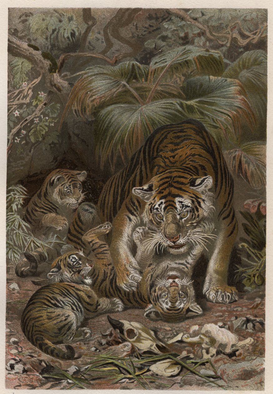 Tigre com tigres - Tigre (Panthera tigris) com crias - gravura de "Brehm
