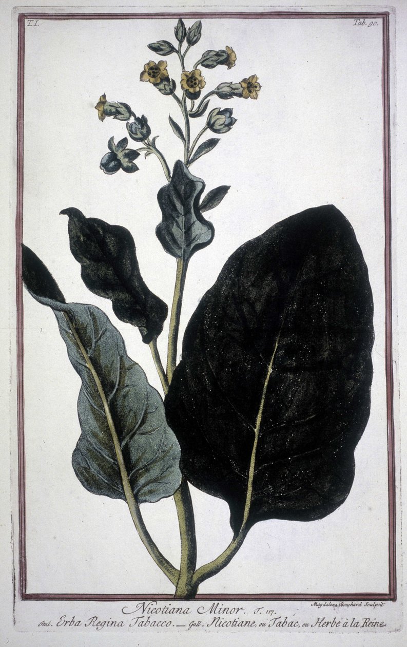 Folha e flor de tabaco (Nicotiana Minor) em um herbário do século XIX. de Unknown artist