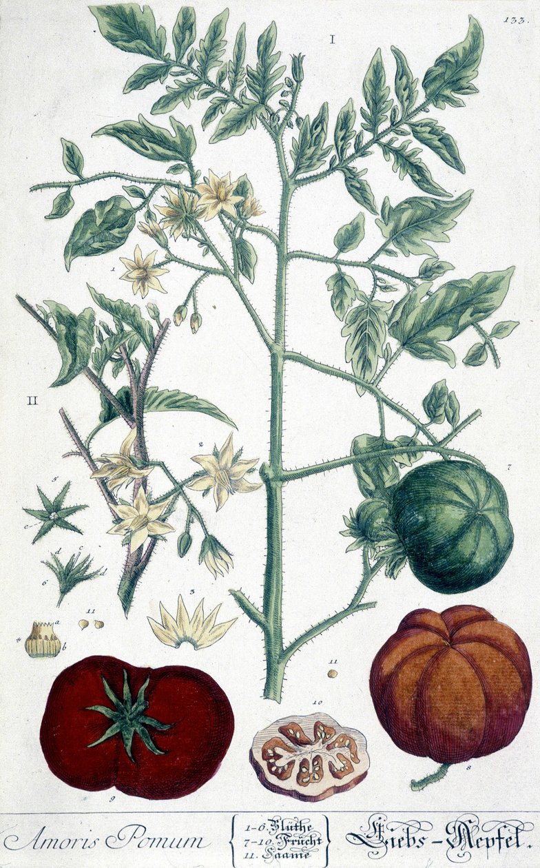 Tomate, tabuleiro botânico de Unknown artist