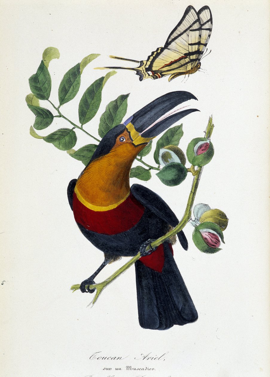 Toucan Ariel em um Muscadier e Butterfly Protesilas - em "Le jardin des plantes: complete historical and pitoresque description of the natural history museum" de Lamaout, Paris 1843 de Unknown artist