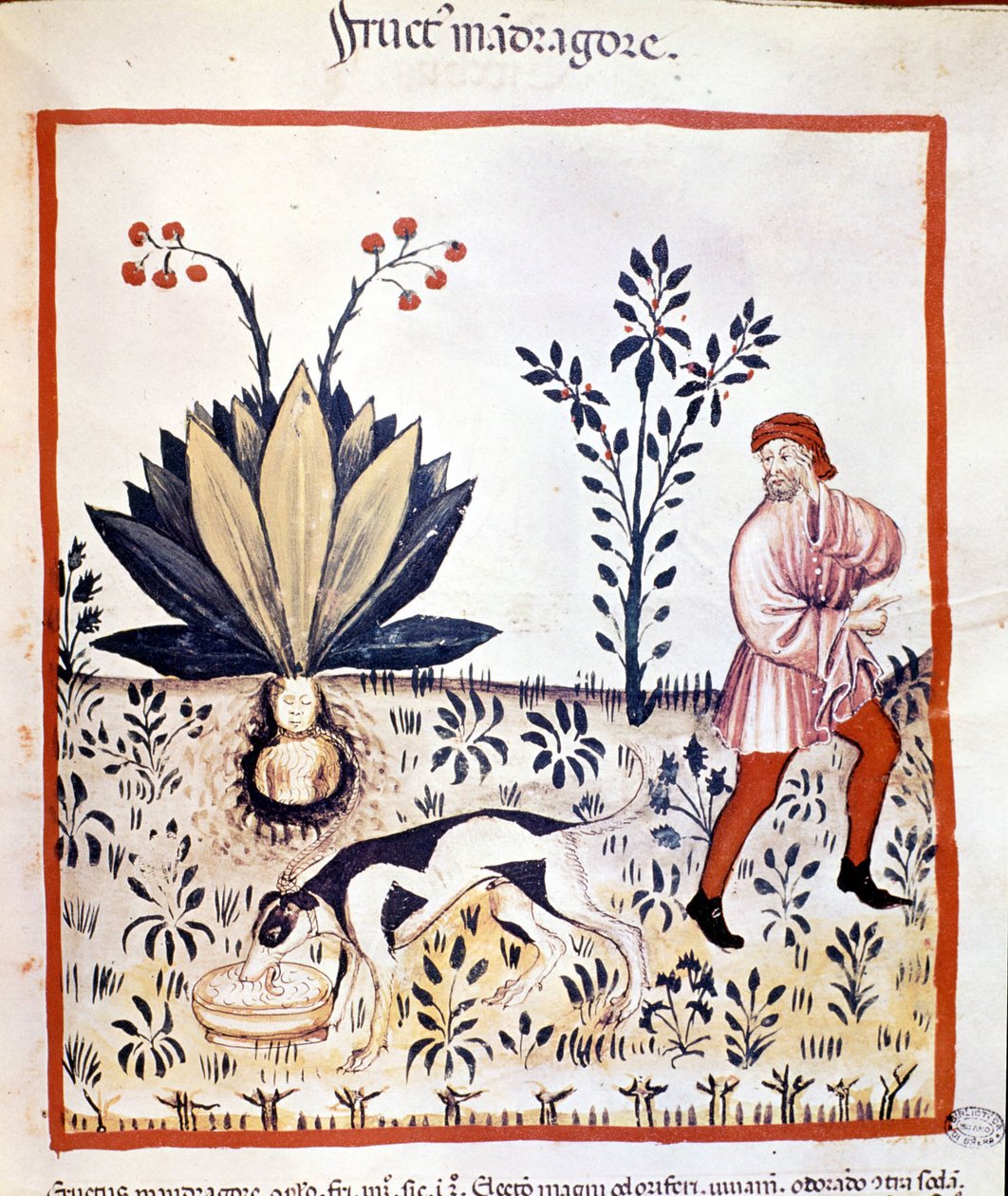 Tratado de medicina "Tacuinum sanitatis" do século XIV. Recuperar Mandrágora. Bibiloteca Nazionale Braidense. Milão de Unknown artist
