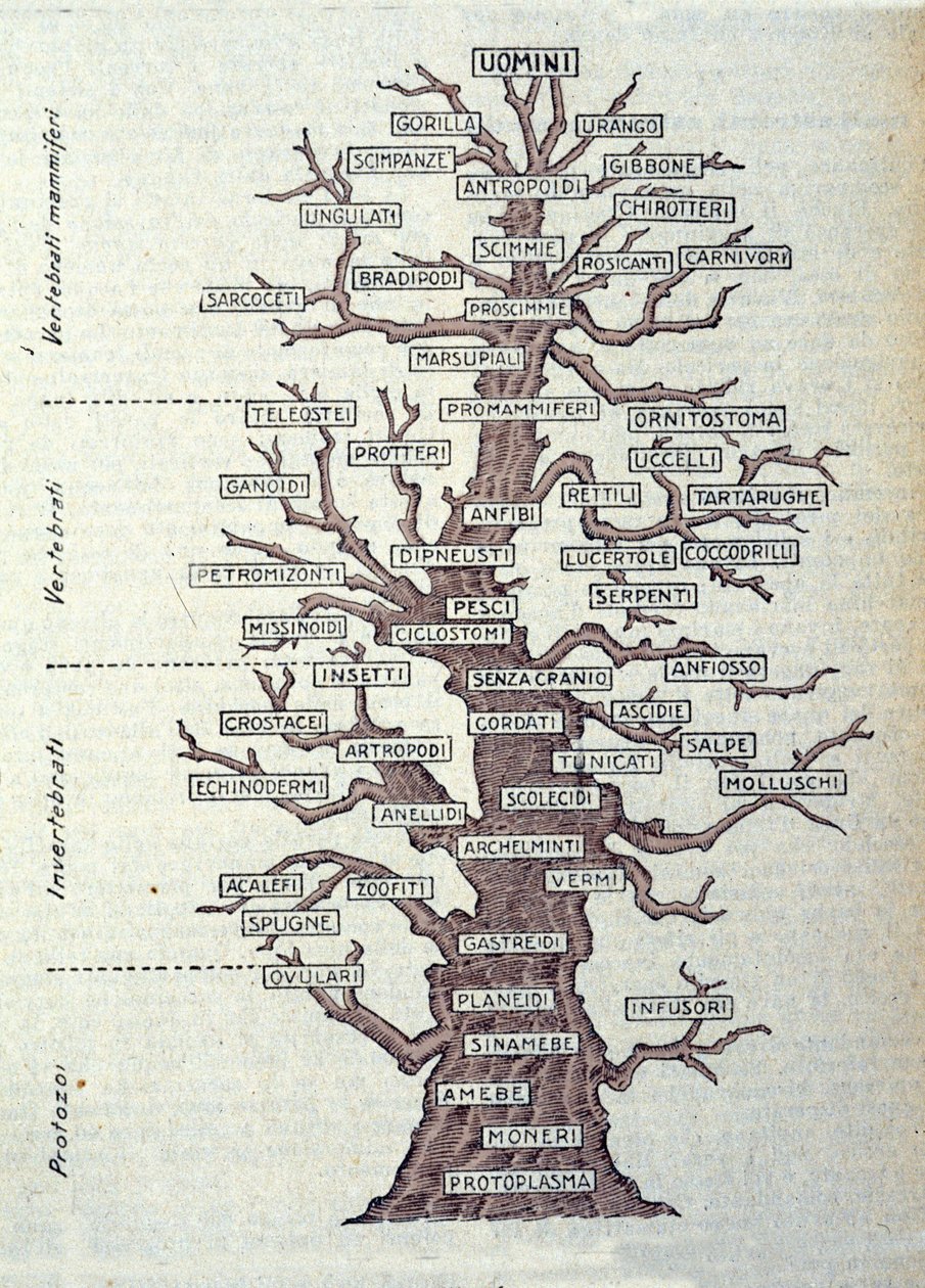 Árvore da Evolução ou quadro ilustrado representando a classificação do reino animal. de Unknown artist