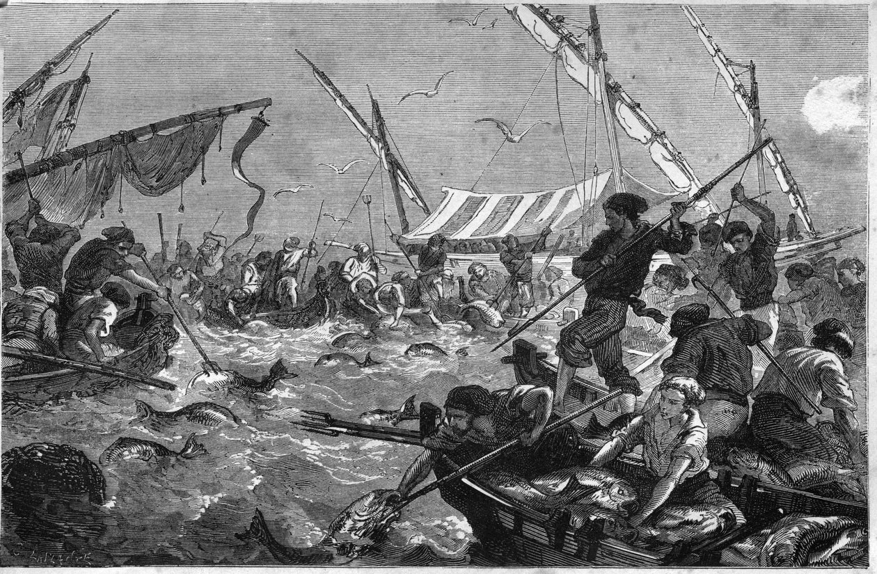 Pesca de atum (Pesca al tonno) na costa da Provença. de Unknown artist