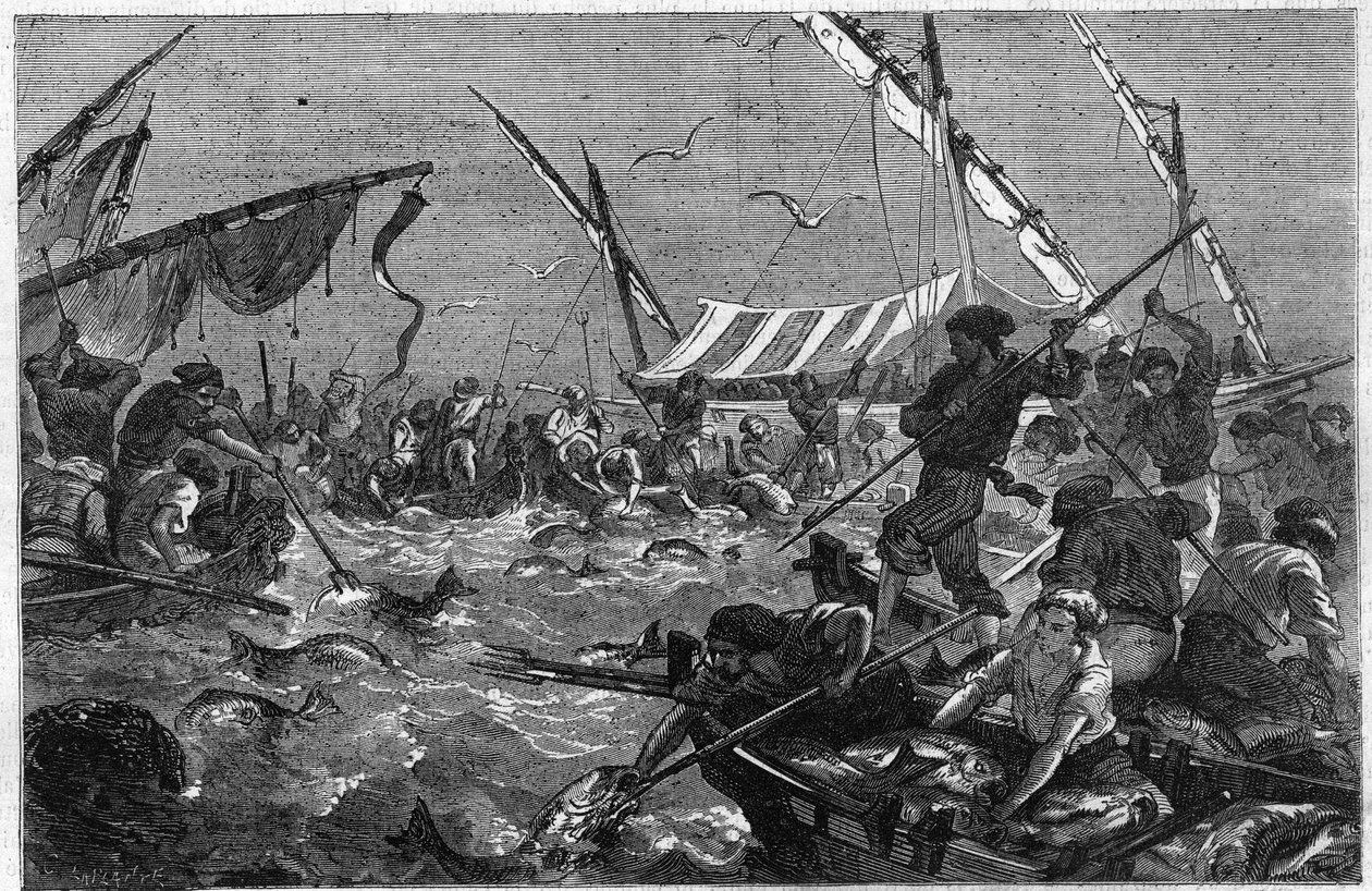 Pesca do atum com a armadilha na costa da Provença, em França. Gravura em "O Universo Ilustre". de Unknown artist