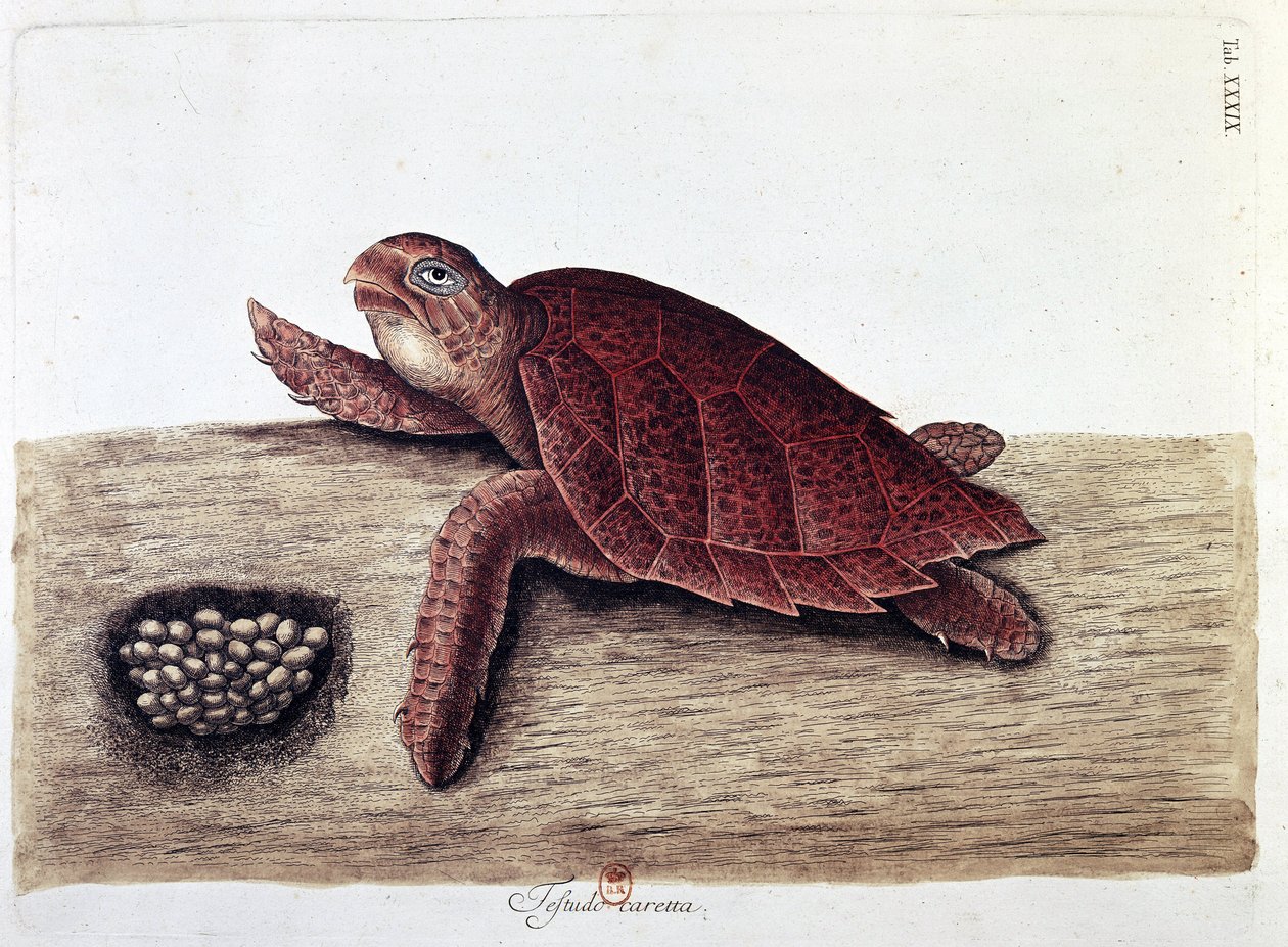 Tartaruga e seus ovos - quadro de história natural, B.N. de Unknown artist