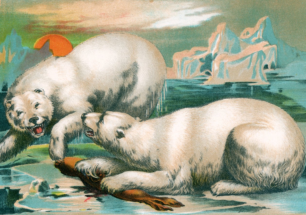 Dois ursos polares a lutar por uma vedação de Unknown artist
