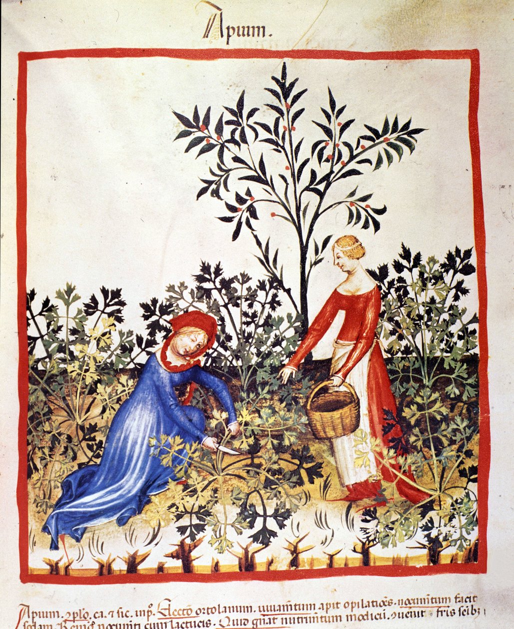 Duas mulheres estão a apanhar salsa. Iluminação a partir da ordenha de medicamentos e dietética "Tacuinum sanitatis". de Unknown artist
