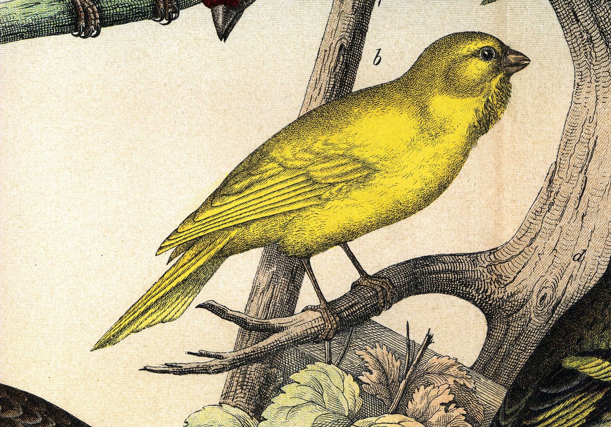 Un canari - in "Histoire naturelle des oiseaux", ed. Hoeopli, Milão de Unknown artist
