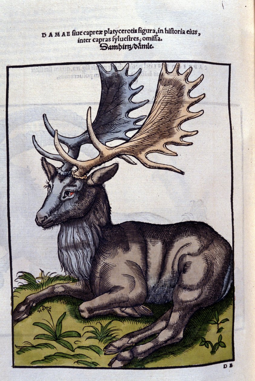 Un rena (cervidé) em Historia Animalium de Conrad Gesner (1516 - 1565), Tiguri de Unknown artist