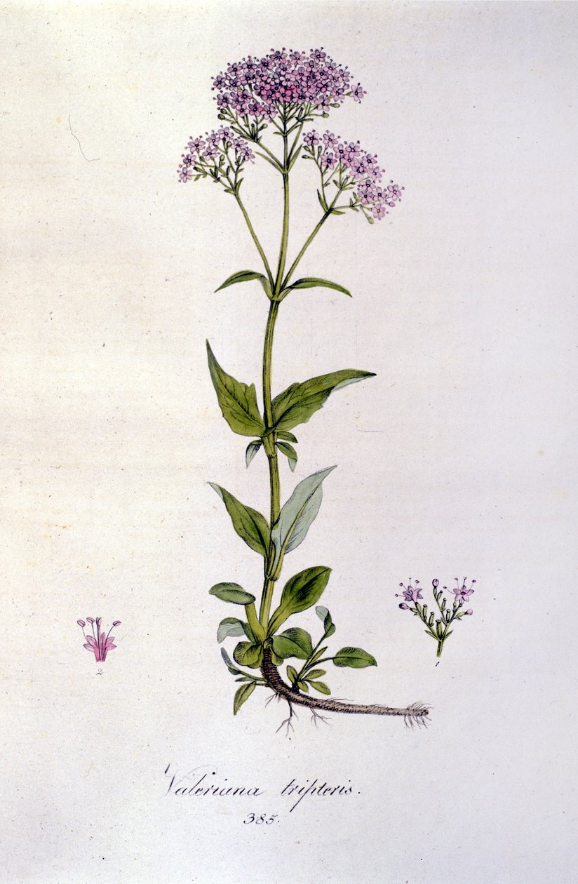 Valeriana. Gravura do século XIX. de Unknown artist