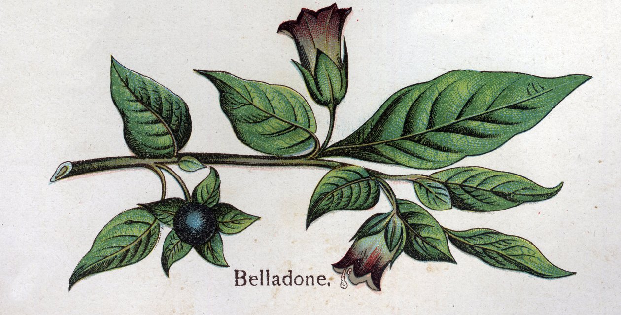 Plantas botânicas venenosas: Belladonna. Gravura em "A medicação natural", de Friedrich Eduard Bilz (1842-1922) de Unknown artist