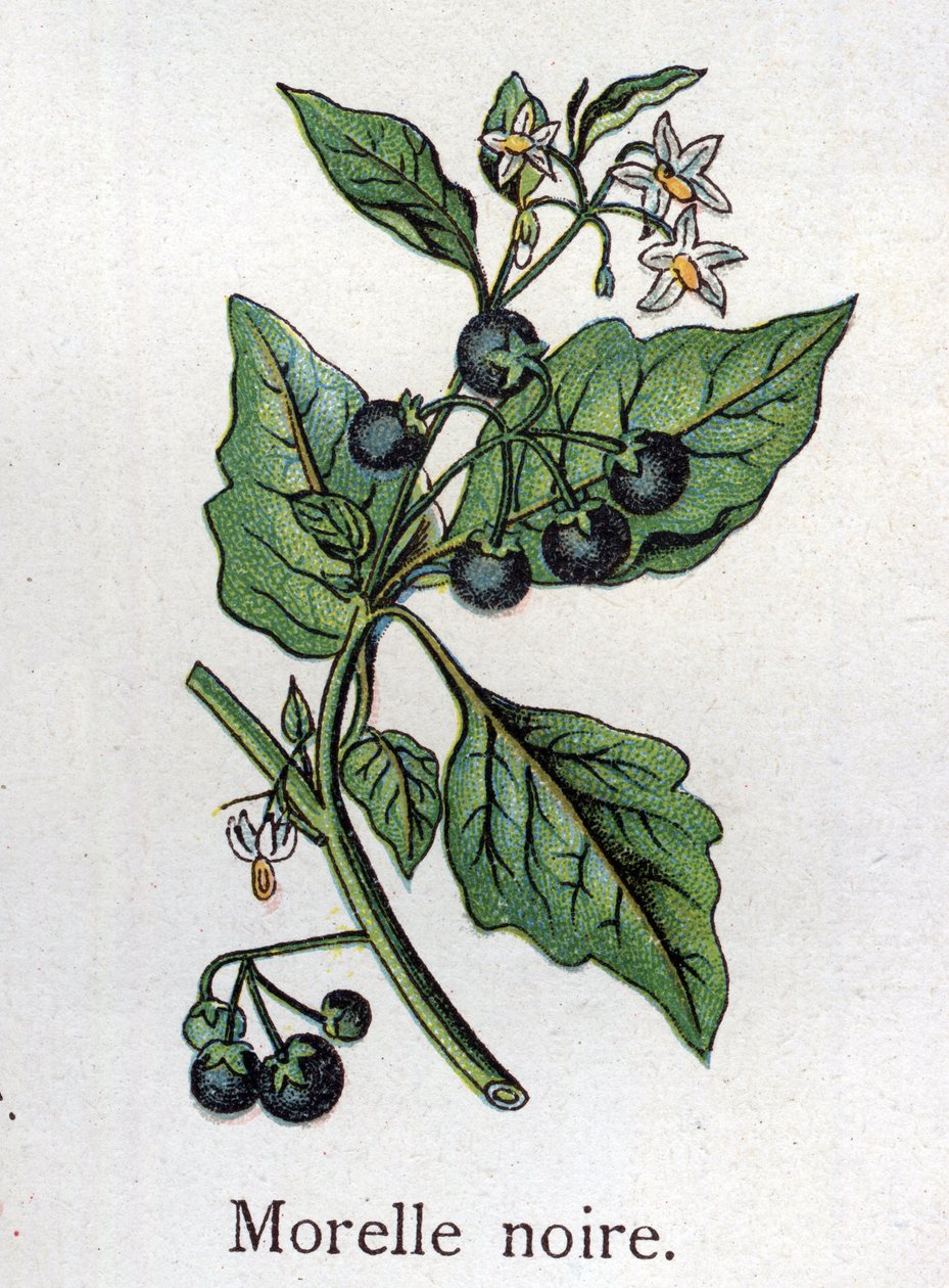 Plantas botânicas venenosas: Sombra negra. Gravura em "A medicação natural", de Friedrich Eduard Bilz (1842-1922) de Unknown artist