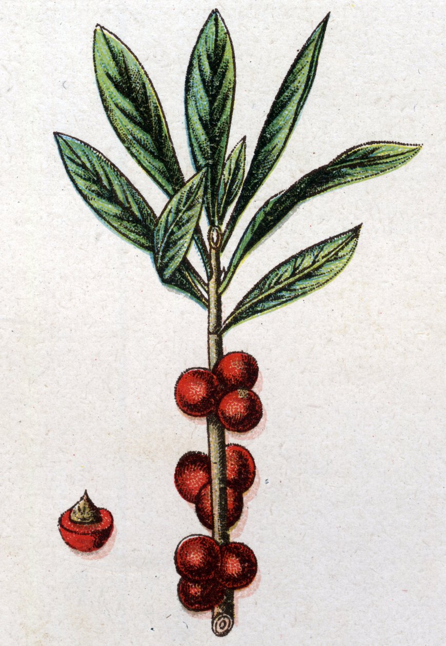 Plantas botânicas venenosas: Daphne Mezereon. Gravura em "A medicação natural", de Friedrich Eduard Bilz (1842-1922) de Unknown artist