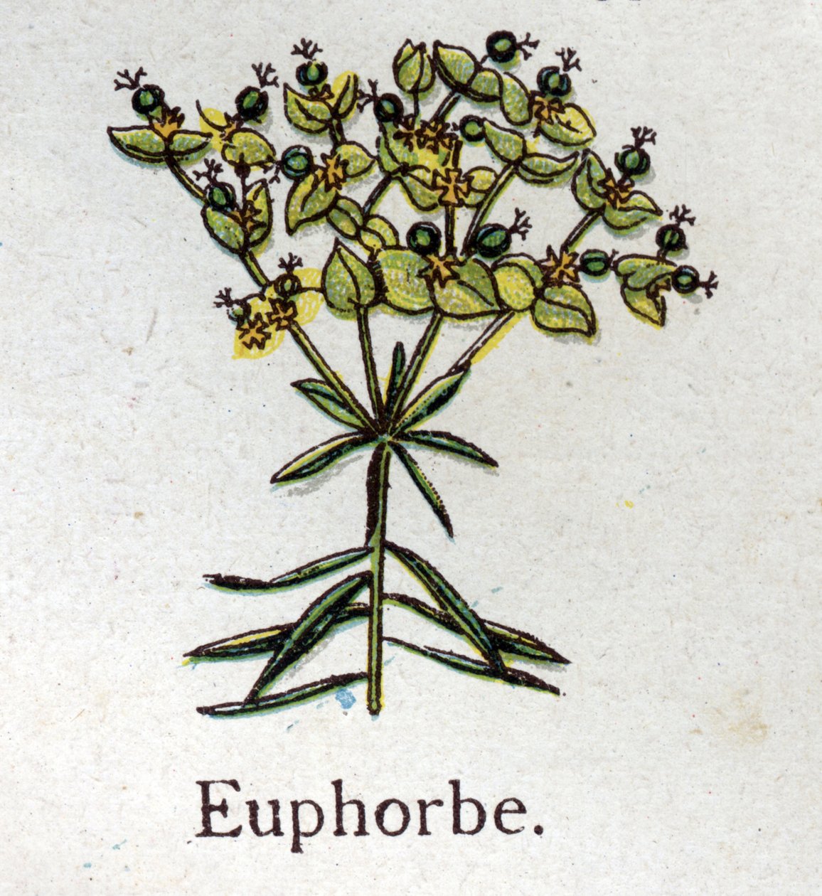 Plantas botânicas venenosas: Euphorbo. Gravura em "A medicação natural", de Friedrich Eduard Bilz (1842-1922) de Unknown artist
