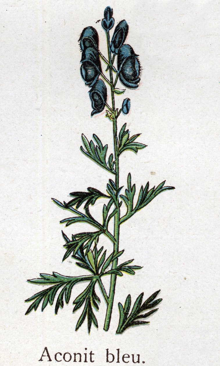 Plantas botânicas venenosas: aconita azul. Gravura em "A medicação natural", de Friedrich Eduard Bilz (1842-1922) de Unknown artist