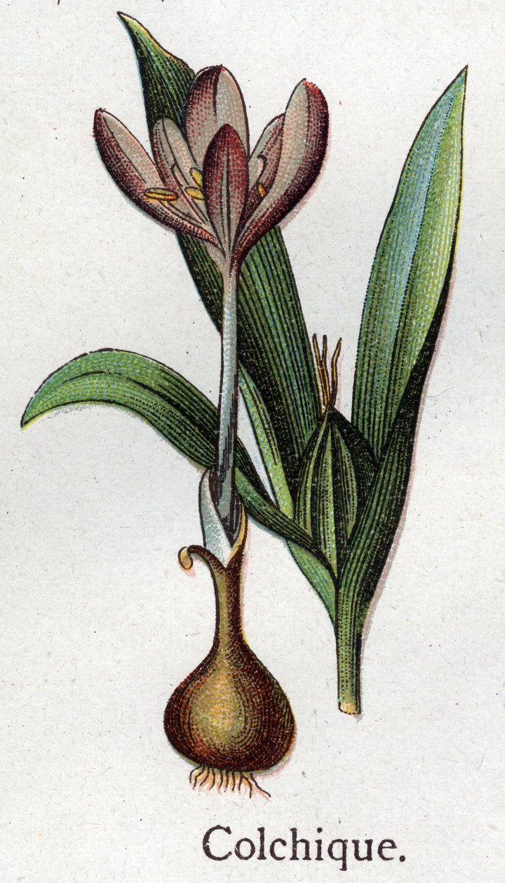 Plantas botânicas venenosas: colchiais. Gravura em "A medicação natural", de Friedrich Eduard Bilz (1842-1922) de Unknown artist