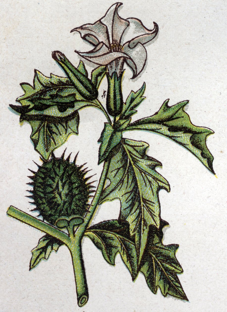 Plantas botânicas venenosas: estramoína de maçã espinhosa. Gravura em "A medicação natural", de Friedrich Eduard Bilz (1842-1922) de Unknown artist