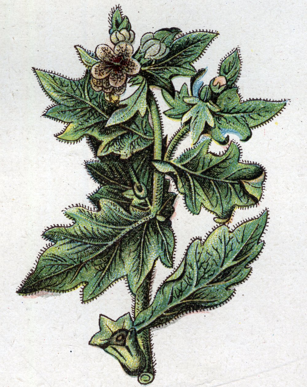 Plantas botânicas venenosas: até. Gravura em "A medicação natural", de Friedrich Eduard Bilz (1842-1922) de Unknown artist