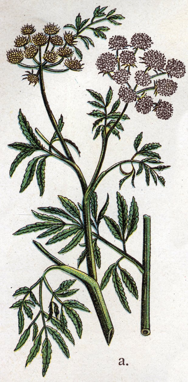 Plantas botânicas venenosas: cicuta de água ou cicuta aquática também conhecida como cicuta feroz (Cicuta virosa). Gravura em "A medicação natural", de Friedrich Eduard Bilz (1842-1922) de Unknown artist