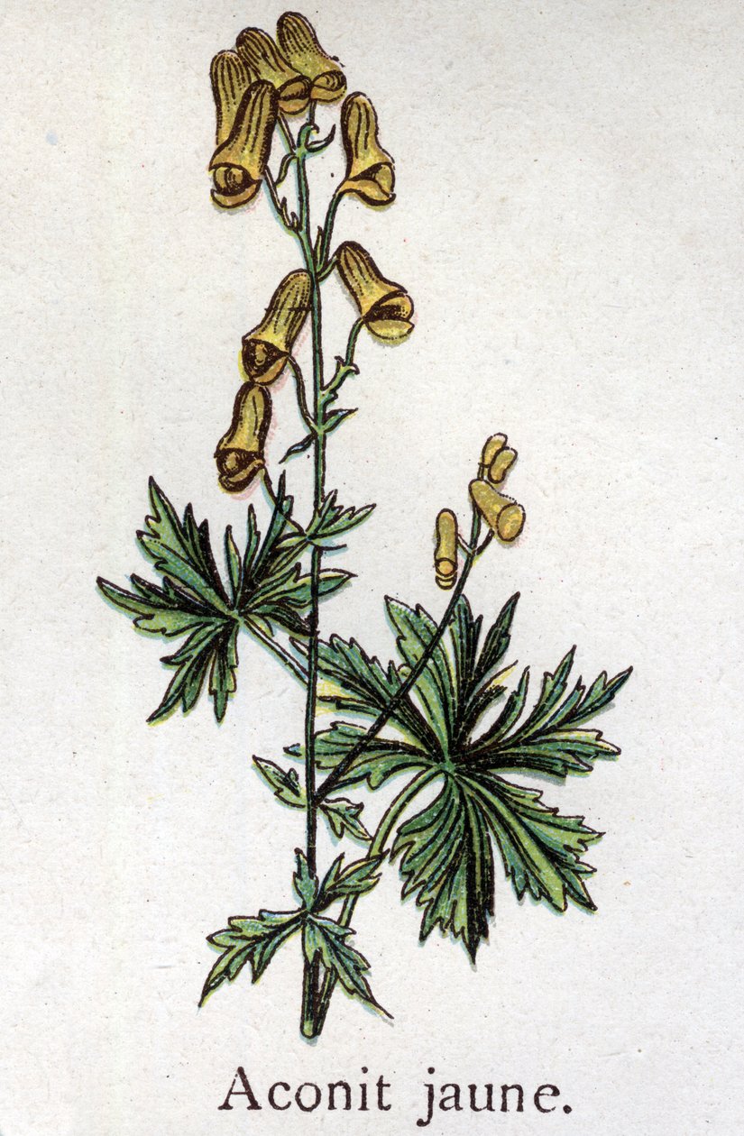 Plantas botânicas venenosas: acônito amarelo. Gravura em "A medicação natural", de Friedrich Eduard Bilz (1842-1922) de Unknown artist