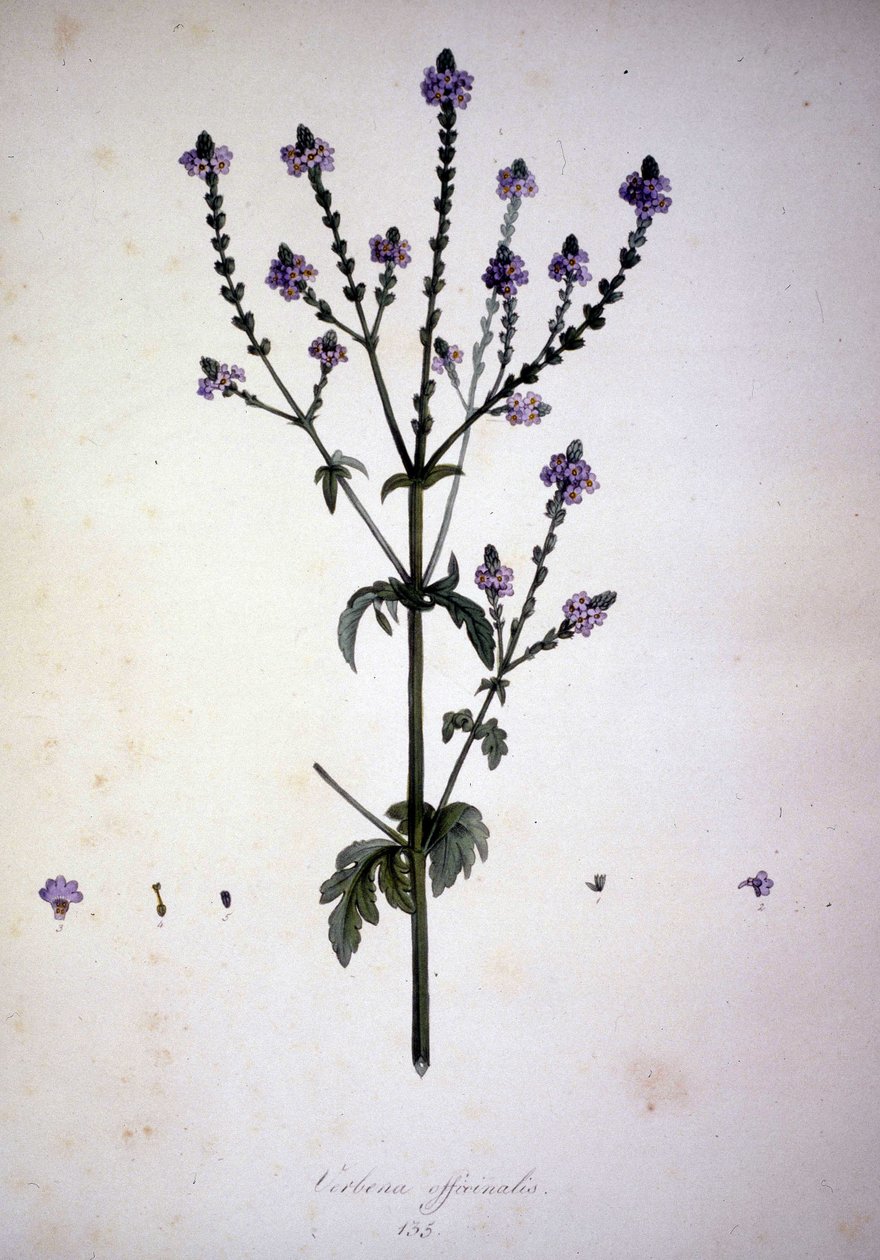 Verbena officinalis (Verbena officinale). Herbário do século XIX. de Unknown artist