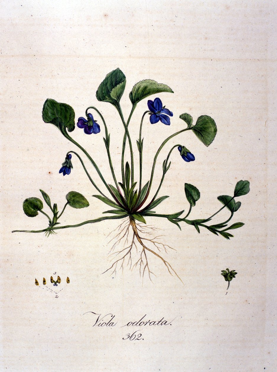 Violet. Gravura do século XIX. de Unknown artist