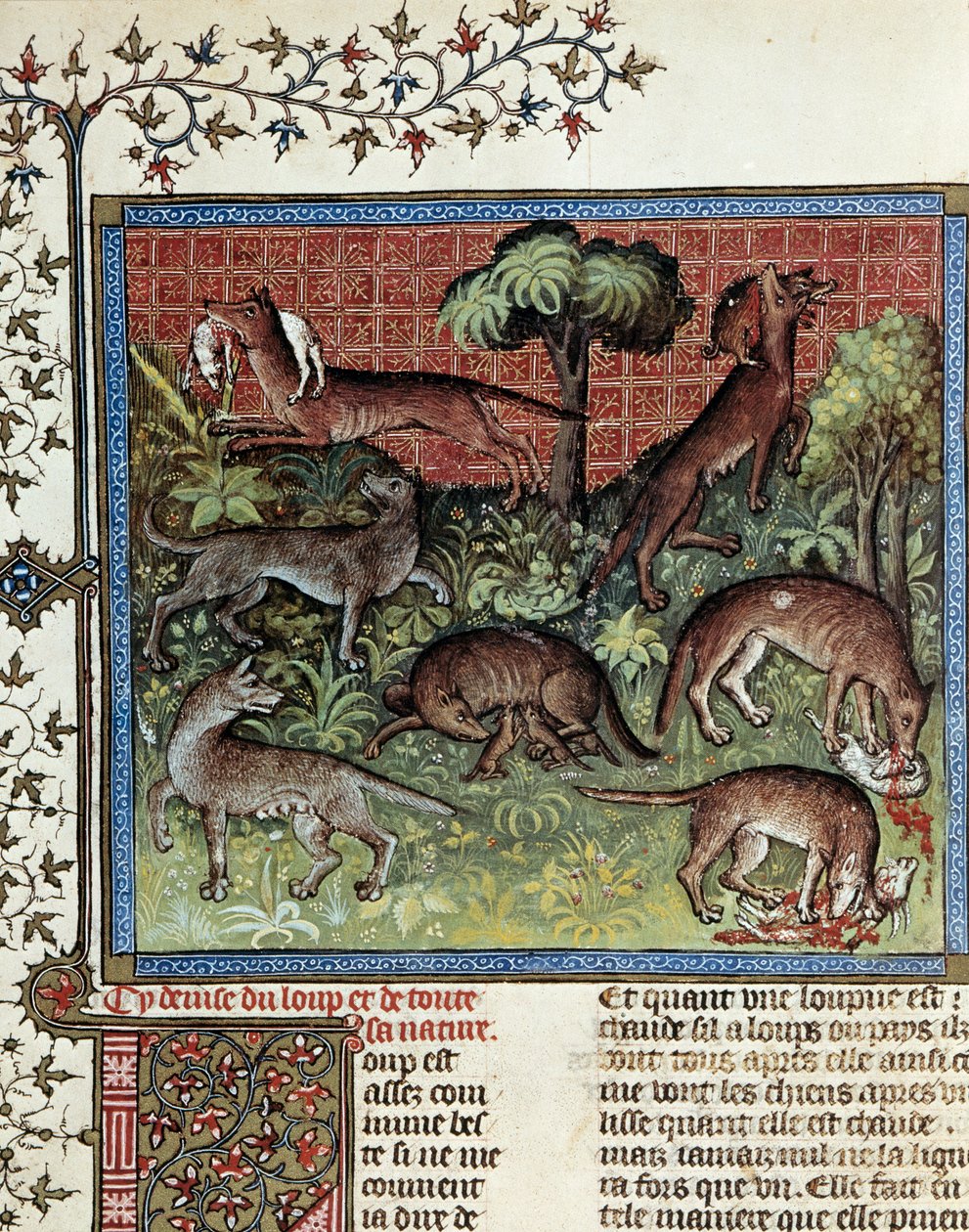 Nós damos o lema ao lobo e a toda a sua natureza. Miniatura de Gaston Phoebus (1331-1391) dit Gaston III Comte De Foix de Unknown artist