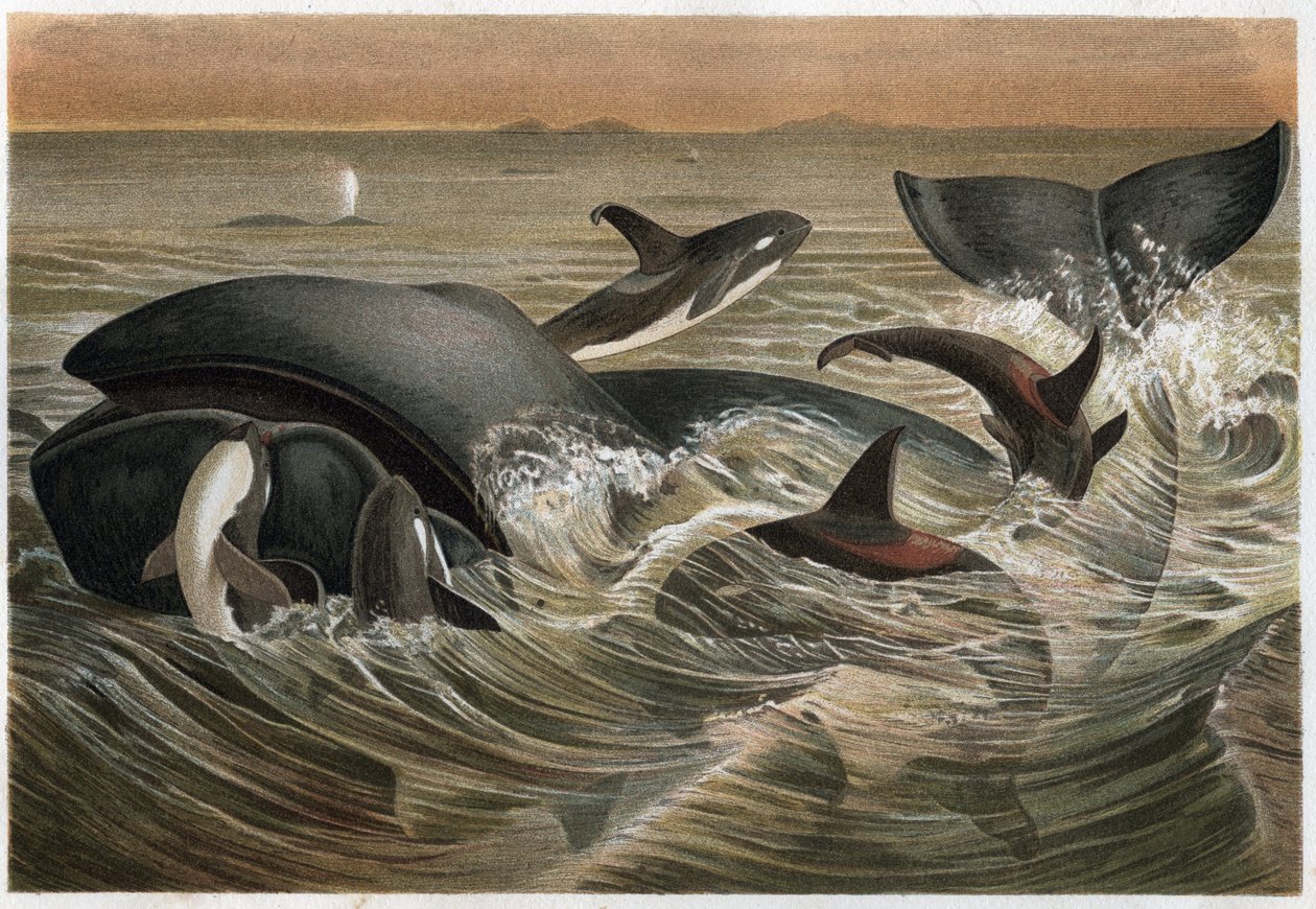 Baleia e Baleia - Baleia e Orca (Orcinus orca) - gravura de "Brehm