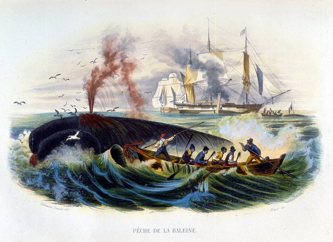 Baleeira - em "Histoire naturelle" de Lacépède de Unknown artist