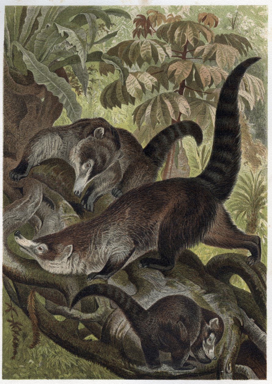 White-nosed coati também conhecido como coatimundi - Coati brun ou coati a white nose (Nasua narica) - gravura de "Brehm